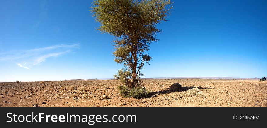 Sahara desert close to Merzouga in Morocco with blue sky and a tree. Sahara desert close to Merzouga in Morocco with blue sky and a tree.