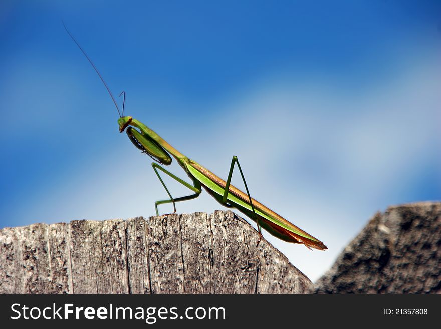 Green predatory praying mantis insect on fence