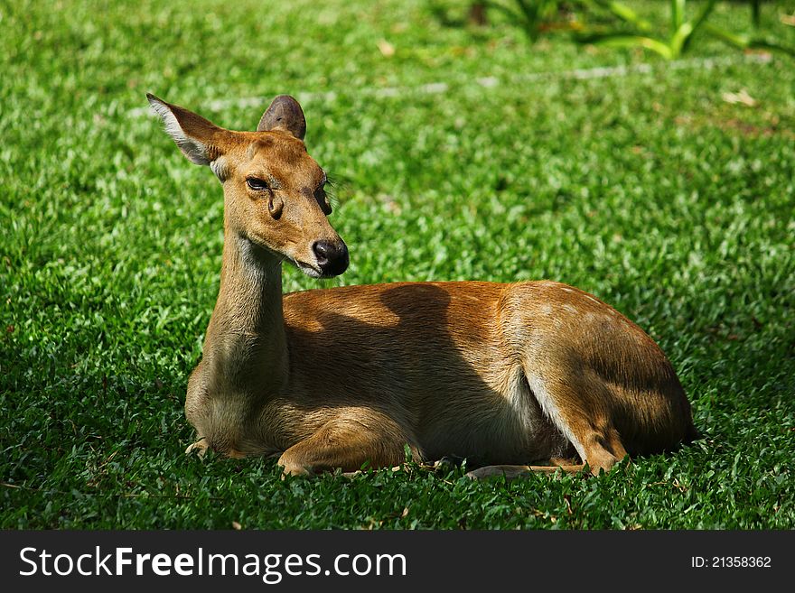 A picture of a sitting female deer