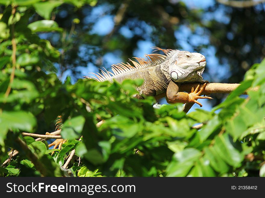 A male orange Iguana on the tree