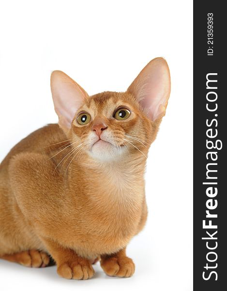 Sorrel Abyssinian Cat Isolated On White