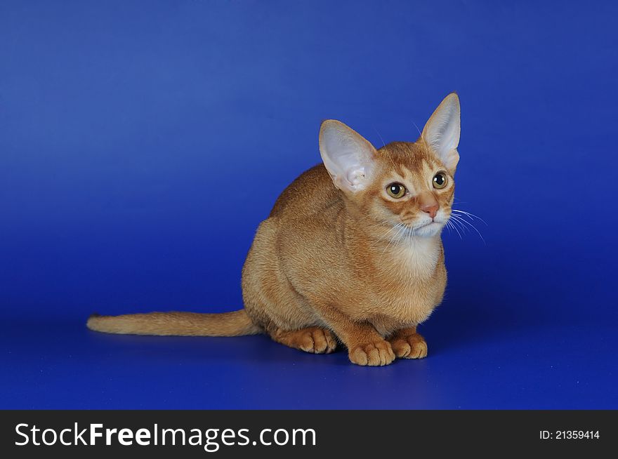 Sorrel (red) abyssinian cat sits on blue background. Sorrel (red) abyssinian cat sits on blue background