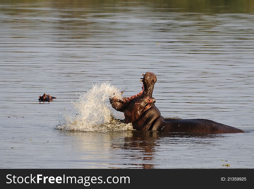 Hippos (Hippopotamus amphibius) are widely considered to be one of the most dangerous large animals in Africa (South Africa). Hippos (Hippopotamus amphibius) are widely considered to be one of the most dangerous large animals in Africa (South Africa).