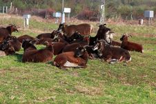 Sheeps Royalty Free Stock Photo Sheeps Royalty Free Stock Photo
