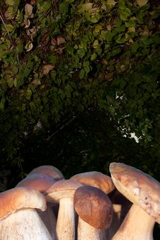 Mushrooms Royalty Free Stock Photography Mushrooms Royalty Free Stock Photography