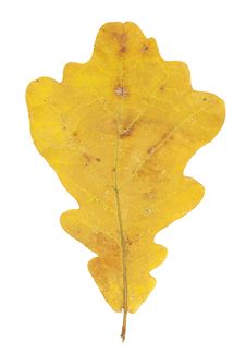 Bright Yellow Autumn Oak Leaf On White Background Stock Photo