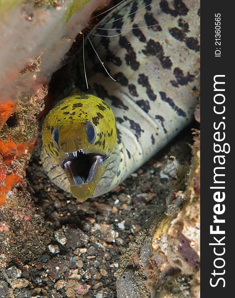 A spot face moray eel protecting it's ground, Sulawesi, Indonesia. A spot face moray eel protecting it's ground, Sulawesi, Indonesia