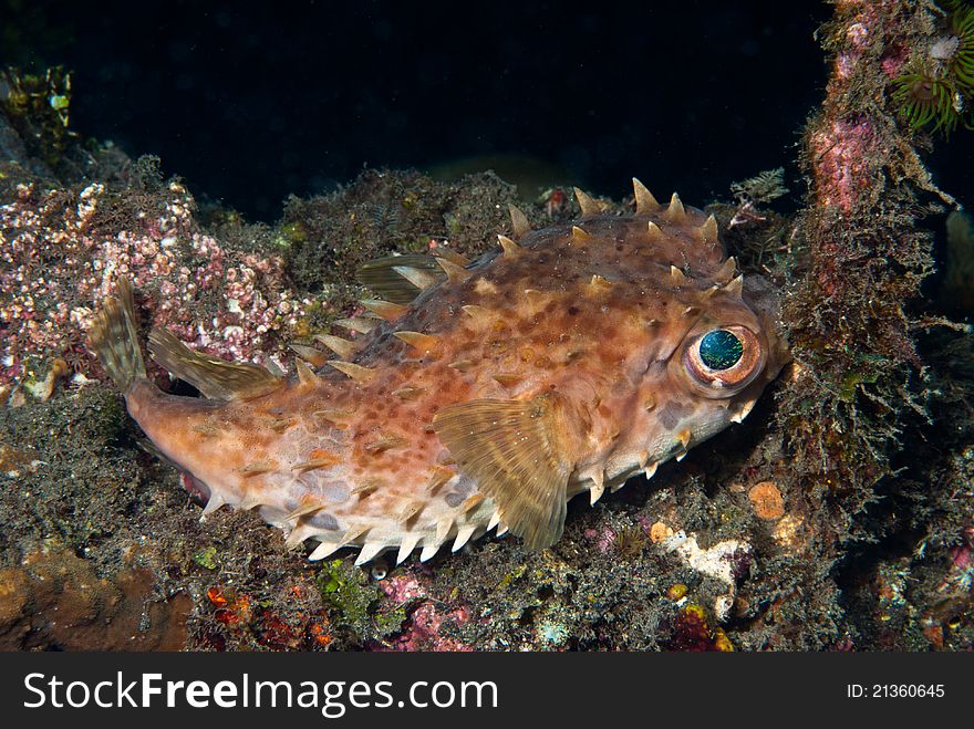 Fine spotted porcupinefish laying on a coral reef, Solawesi, Indonesia. Fine spotted porcupinefish laying on a coral reef, Solawesi, Indonesia