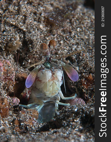 A mantis shrimp submerging from volcanic sand, Lembeh Straits. A mantis shrimp submerging from volcanic sand, Lembeh Straits
