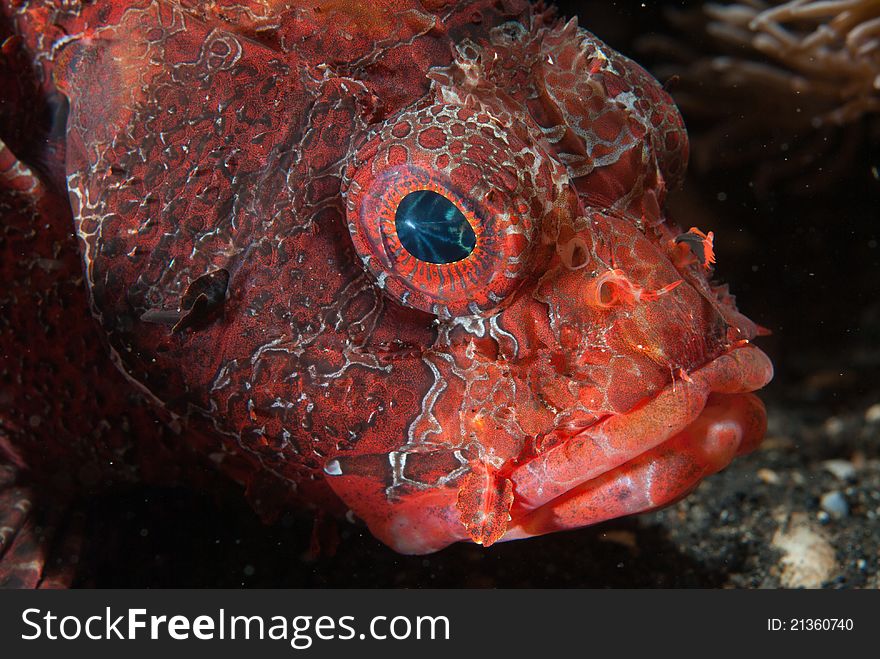 A close up on a colorful lionfish, Sulawesi, Indonesia. A close up on a colorful lionfish, Sulawesi, Indonesia