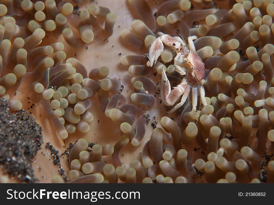 A porcelain crab on see plants, Lembeh Straits. A porcelain crab on see plants, Lembeh Straits