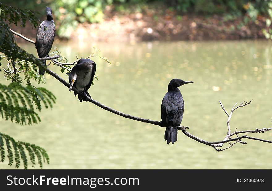 Three cormorant birds perched on tree branch nearby the lake in a zoological park, india. Three cormorant birds perched on tree branch nearby the lake in a zoological park, india