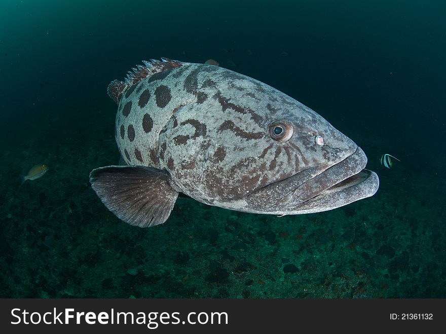 A potato bass swimming along a reef, South Africa. A potato bass swimming along a reef, South Africa