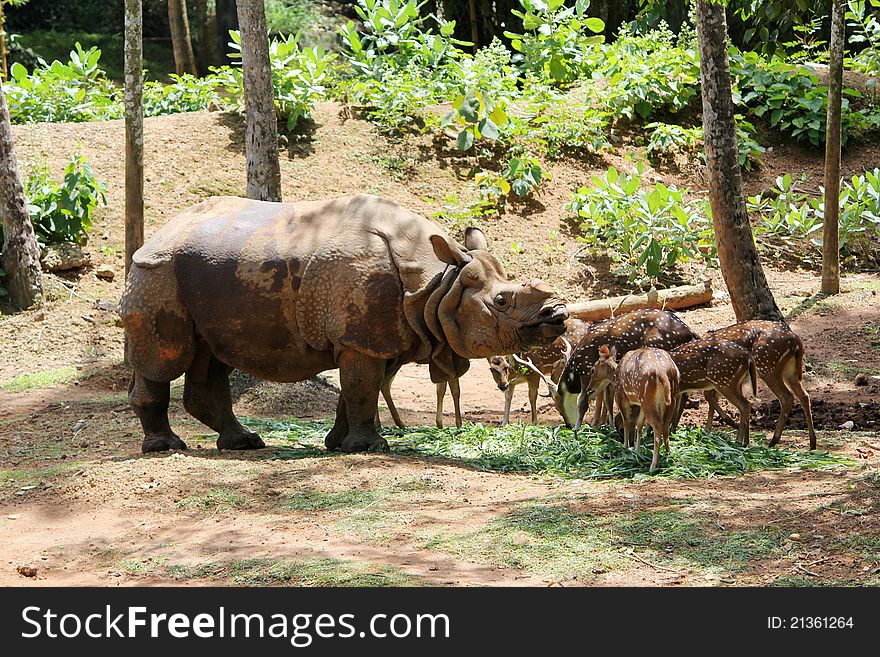 Indian rhinoceros and spotted deers eating together in a national park, south india. Indian rhinoceros and spotted deers eating together in a national park, south india