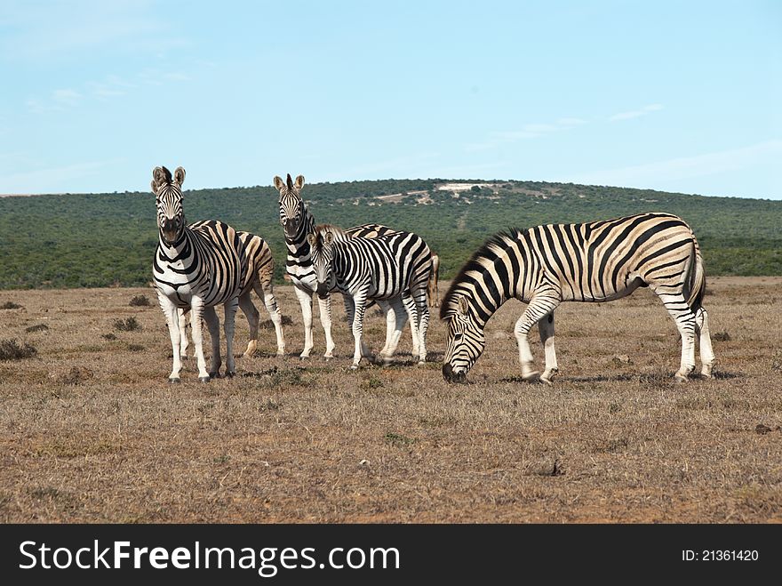 A group of zebras eating in a game reserve, South Africa. A group of zebras eating in a game reserve, South Africa