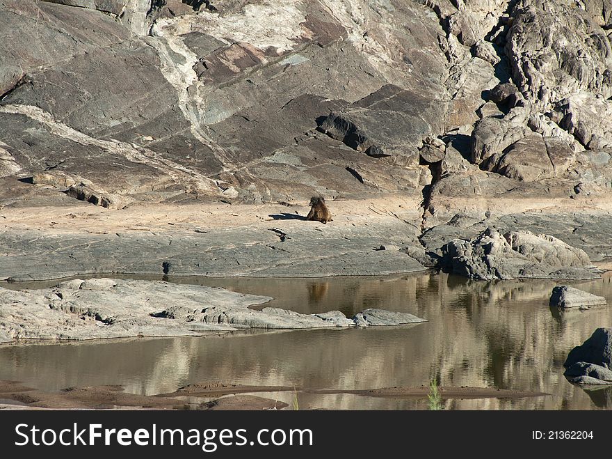 A baboon sitting on the rocks next to a river bed, Fish River Canyon, Namibia. A baboon sitting on the rocks next to a river bed, Fish River Canyon, Namibia