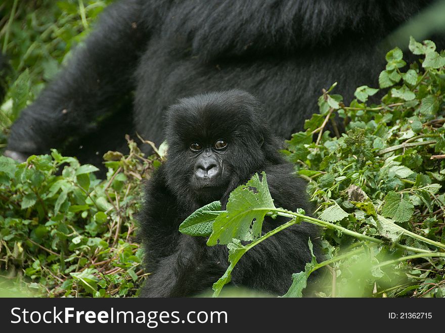 A close up on a gorilla baby in the forest, Rwanda. A close up on a gorilla baby in the forest, Rwanda