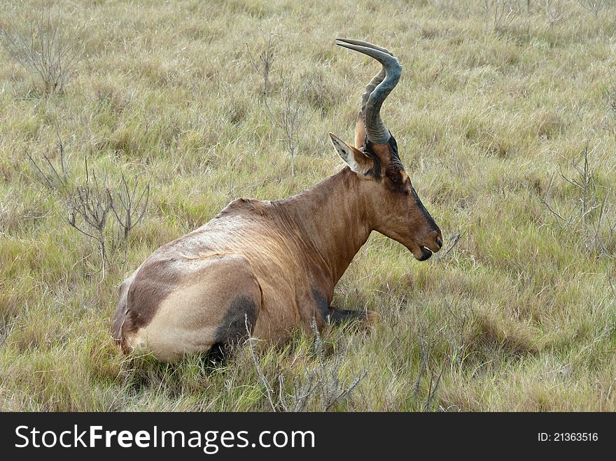 An antelope laying in the grass having a rest, Eastern Cape, South Africa. An antelope laying in the grass having a rest, Eastern Cape, South Africa