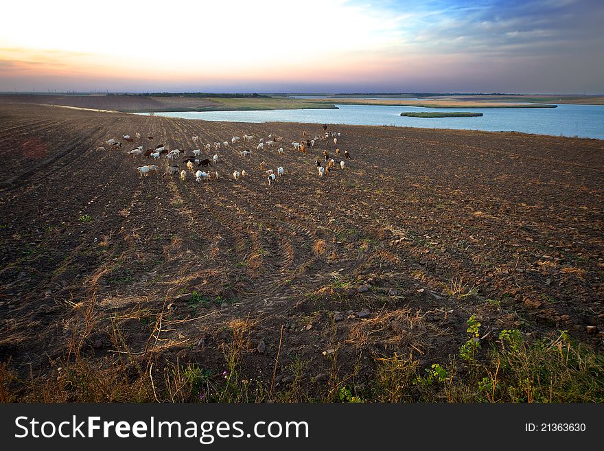 Shepherd leads his sheep at sunset (2). Shepherd leads his sheep at sunset (2).