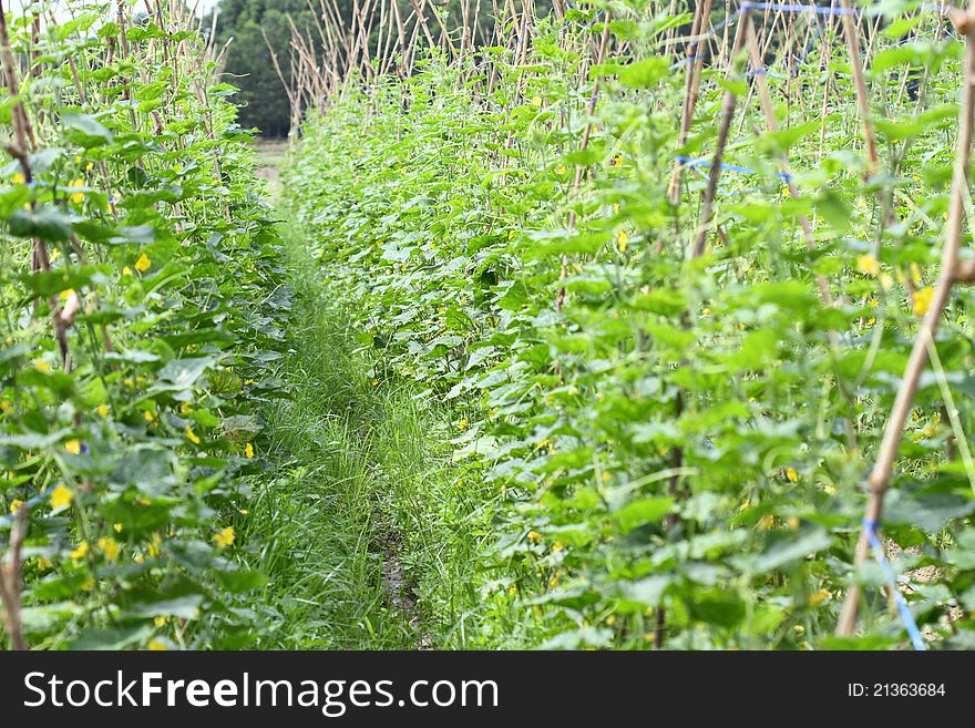 Image of green vegetable garden