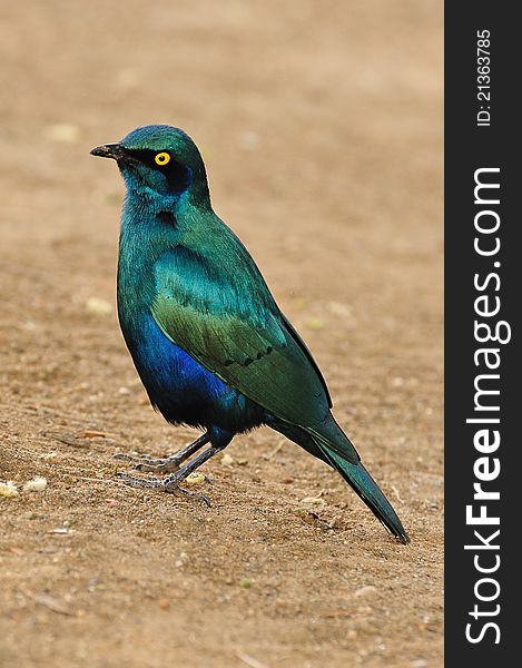 Greater Blue-Eared Starling