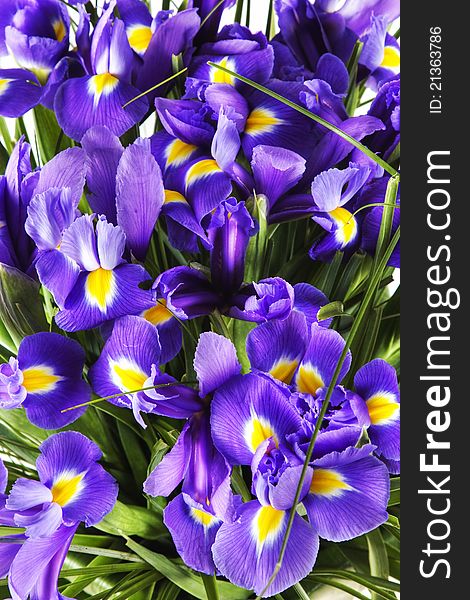 Bouquet of irises