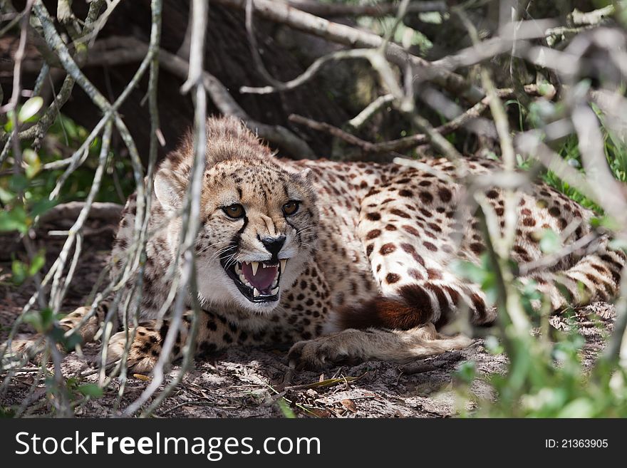 A close up on a cheetah showing aggression, South Africa. A close up on a cheetah showing aggression, South Africa