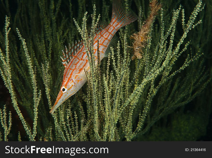 A close up on a longnose hawkfish between seagrass, KwaZulu Natal, South Africa