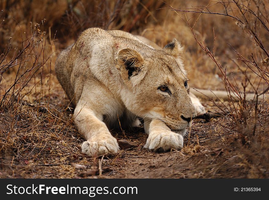 Female lion (Panthera leo) resting in the bush (South Africa). Female lion (Panthera leo) resting in the bush (South Africa).
