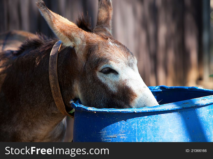 Donkey drinking water (2) - Romania. Donkey drinking water (2) - Romania.