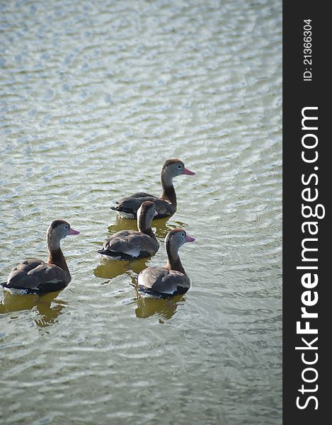 Four Black-bellied Whistling-Ducks (Dendrocygna autumnalis) float peacefully in a Sarasota, Florida, pond. Four Black-bellied Whistling-Ducks (Dendrocygna autumnalis) float peacefully in a Sarasota, Florida, pond.
