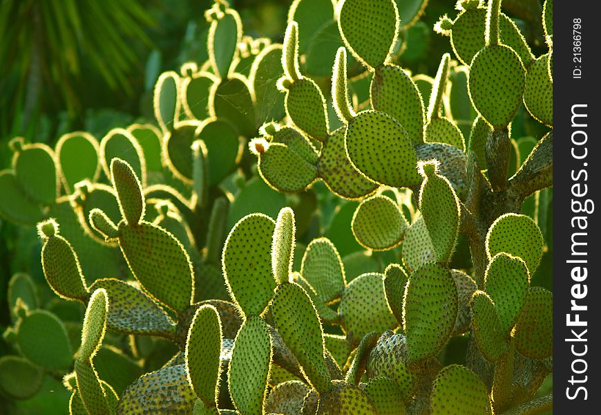 Succulent on the island of Lokrum. Succulent on the island of Lokrum