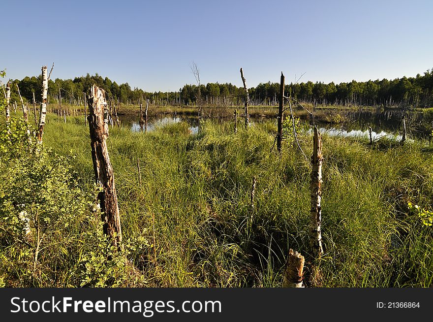 Peat lake - morass in reservation Borkovicka blata