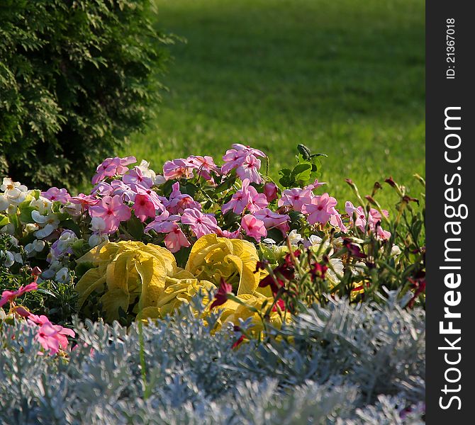 Colorful flowerbed. Petunia and other decorative flowers.