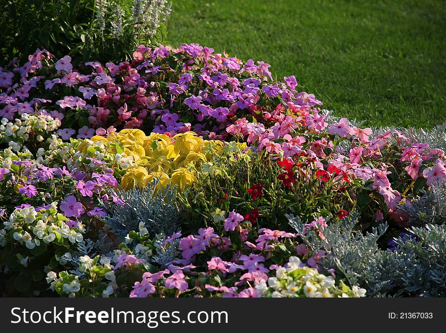 Colorful flowerbed. Petunia and other decorative flowers.