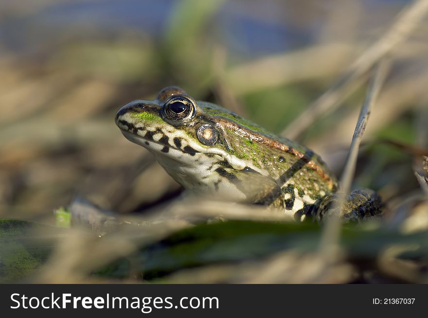 Portrait of a frog in the water