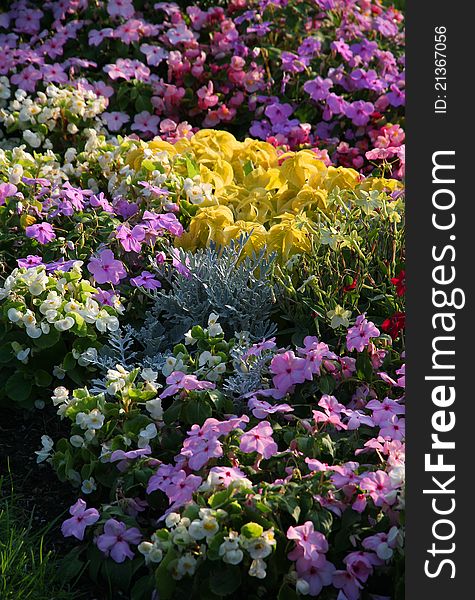 Colorful flowerbed. Petunia and other decorative flowers.