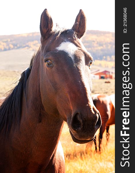 Portrait of Beautiful Chestnut Horse