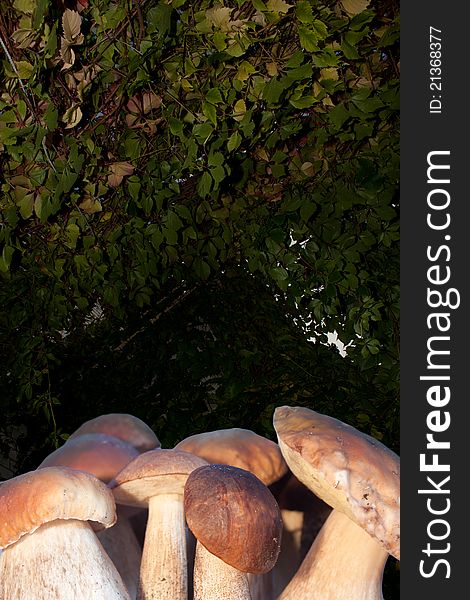 White mushrooms on a background of leaves