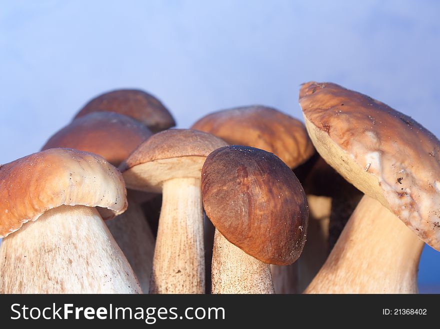 White mushrooms on a blue background