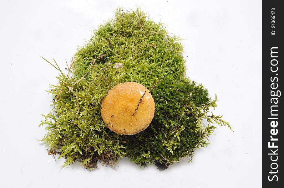 Suillus mushroom on green moss-top view. Suillus mushroom on green moss-top view.