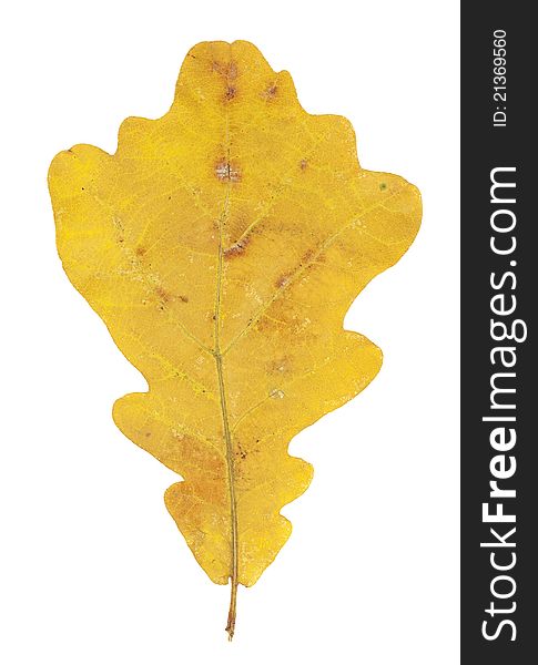 Isolated beautiful autumn yellow oak leaf in October. Isolated beautiful autumn yellow oak leaf in October