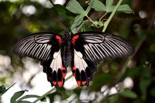 Pretty Female Scarlet Mormon Butterfly Stock Photography Pretty Female Scarlet Mormon Butterfly Stock Photography