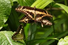 Mating King Swallowtail Butterflies Stock Image Mating King Swallowtail Butterflies Stock Image