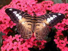 The Brown Clipper Butterfly Royalty Free Stock Images The Brown Clipper Butterfly Royalty Free Stock Images