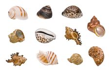 Seashells Royalty Free Stock Photos Seashells Royalty Free Stock Photos