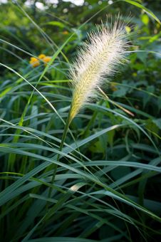 Bristle Grass Royalty Free Stock Photography Bristle Grass Royalty Free Stock Photography