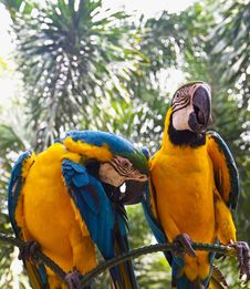 Two Parrot Birds Royalty Free Stock Photo