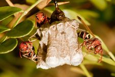 Hornet Nest Stock Photography