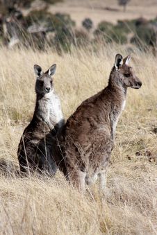 Grey Kangaroo S Royalty Free Stock Image Grey Kangaroo S Royalty Free Stock Image
